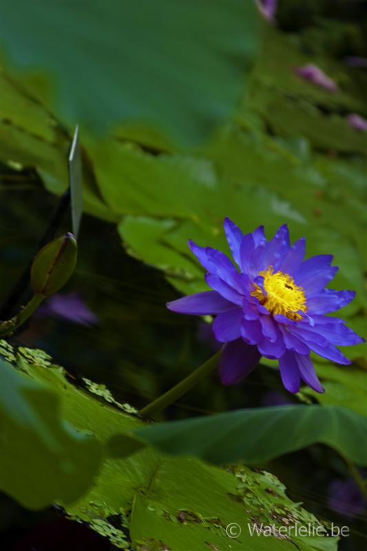 N. 'Kew's Electric Indigo'